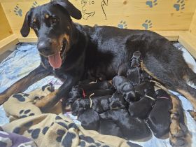Beauceron Welpen sie sind da 12 Welpen am 08.0.2.2026 geboren