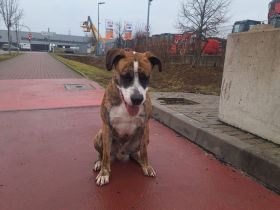 Mischlingsrüde 3 Jährig