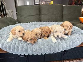 Cokapoo / Maltipoo Welpen