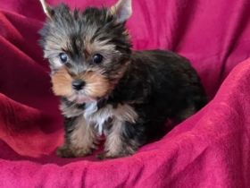 Diese Yorkshire-Terrier-Welpen