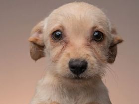 🐾 Nala sucht ein ruhiges, liebevolles Zuhause mit Zeit & Geduld 🐾