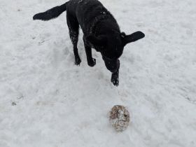 Labrador-Schäferhund Mix