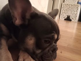 Französische Bulldogge Rüde blue tan mit Stammbaum – Top-Linie