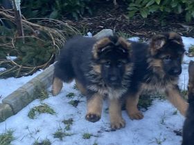 Schäferhundwelpen Rüden