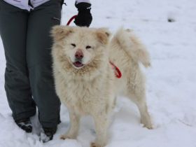 Flauschige Gute-Laune Hündin Bounty sucht ein Zuhause