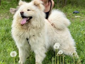 Flauschige Gute-Laune Hündin Bounty sucht ein Zuhause