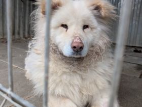 Flauschige Gute-Laune Hündin Bounty sucht ein Zuhause