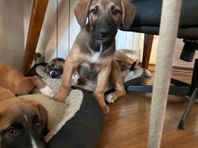 Adriano- süßer Rüde sucht sein für immer zuhause🩵🐶