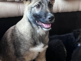 Yvla- Schäferhund Mischling sucht ihre für immer Menschen🐶💞
