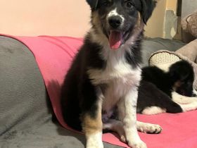 Bessy- bist du bereit ihre für immer Menschen zu werden?🏡💞