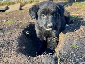 Cecilia- Hündin sucht ihr für immer zuhause🩷🐶