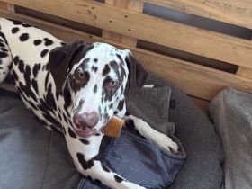 Dalmatiner Rüde (8Monate)