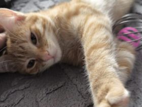 Zuckersüß und lebensfroh: Kater Cinnamon sucht sein Für-Immer-Zuhause