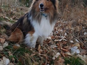 Sheltie Deckrüde