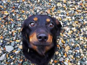 Turbo, Dackelmischling, geb. 2023, sehr lieb und anhänglich