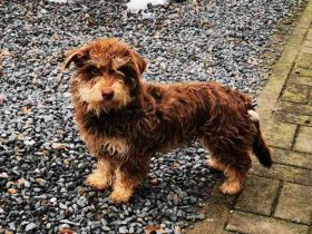 Kelly, kl.Mischlingshündin, geb. 2024, lieb. verschmust Hunde - und Katzenverträglich