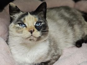 Blick ins Glück: Ophelia mit den Saphiraugen sucht ihre Menschen