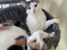 Katzengeschwister geimpft, kastriert, kinderlieb