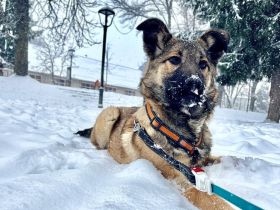 Fidelia: sensible Begleiterin für ruhige Hände gesucht