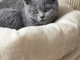 BKH-Kitten (Britisch Kurzhaar) sucht liebevolles Zuhause