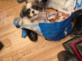 Shih Tzu Mädchen Kleinbleibend