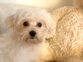 Maltipoo Bärchen Malteser -Pudel