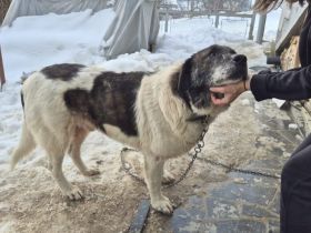 Ein sanfter Riese mit großem Herzen: Samson