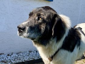 Ein sanfter Riese mit großem Herzen: Samson