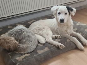 Zuhause gesucht für Wolfi