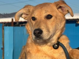 Aufgeschlossener Jungspund Holly sucht liebevolle Familie