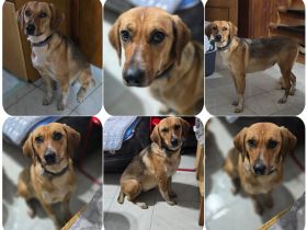 Teela – neugierige, soziale und freundliche Hündin