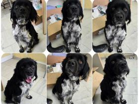 Brook – feiner Beobachter mit großem Herz