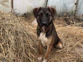 Kuschelbär Kodi auf Weg in neues Leben
