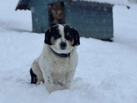 Wolf ist bereit für sein Zuhause