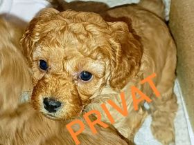 Cavapoo/Cockerpoo Pudelmix
