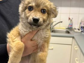 Kleiner Frechdachs fürs Herz - Mr. Frech