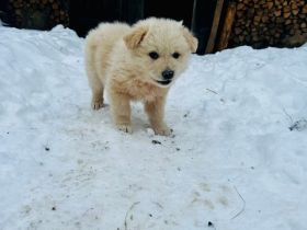 Kleiner Falkor sucht das Glück