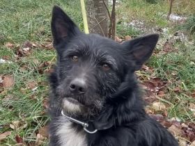 Norbert verschenkt sein Hundeherz