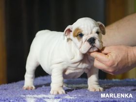 Reinrassige Englische Bulldogge – Welpen mit FCI-Papieren