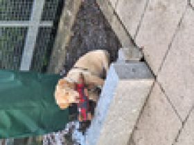 Labrador Welpe (6 Monate)