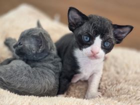 Unsere drei Devon Rex Kitten sind da.