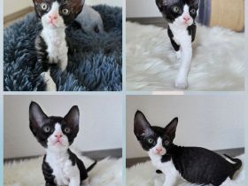 Unsere drei Devon Rex Kitten sind da.