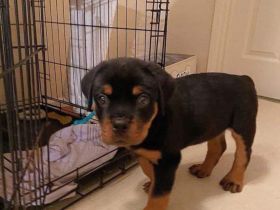 Reinrassiger Rottweiler-Rüde – liebevolles Zuhause gesucht