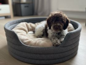 LAGOTTO Welpe