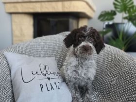 LAGOTTO Welpe