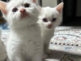 5 Katzenbabys Katzenkinder Kitten