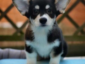 Welsh Corgi Pembroke Welpe, Tricolor, FCI