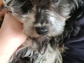 Toypudel Welpe 6 Monate stubenrein