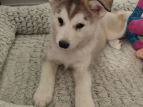 Husky-Welpen abzugeben