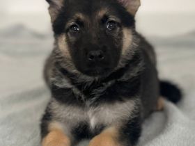 Schäferhündin Kira